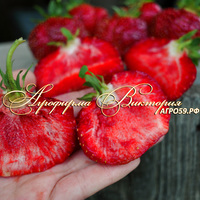 Клубника ПРИНЦЕССА ДИАНА (КРУПНОМЕР! ОГРОМНЫЙ КУСТ, УРОЖАЙ В ГОД ПОСАДКИ) Клубника ПРИНЦЕССА ДИАНА (КРУПНОМЕР! ОГРОМНЫЙ КУСТ, УРОЖАЙ В ГОД ПОСАДКИ)